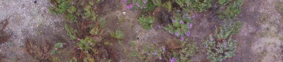 Overhead image of purple-flowered plants