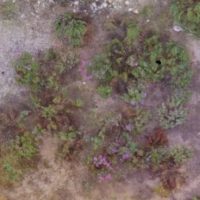 Overhead image of purple-flowered plants